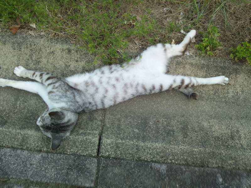 Journey through Japan Short Tail Cats