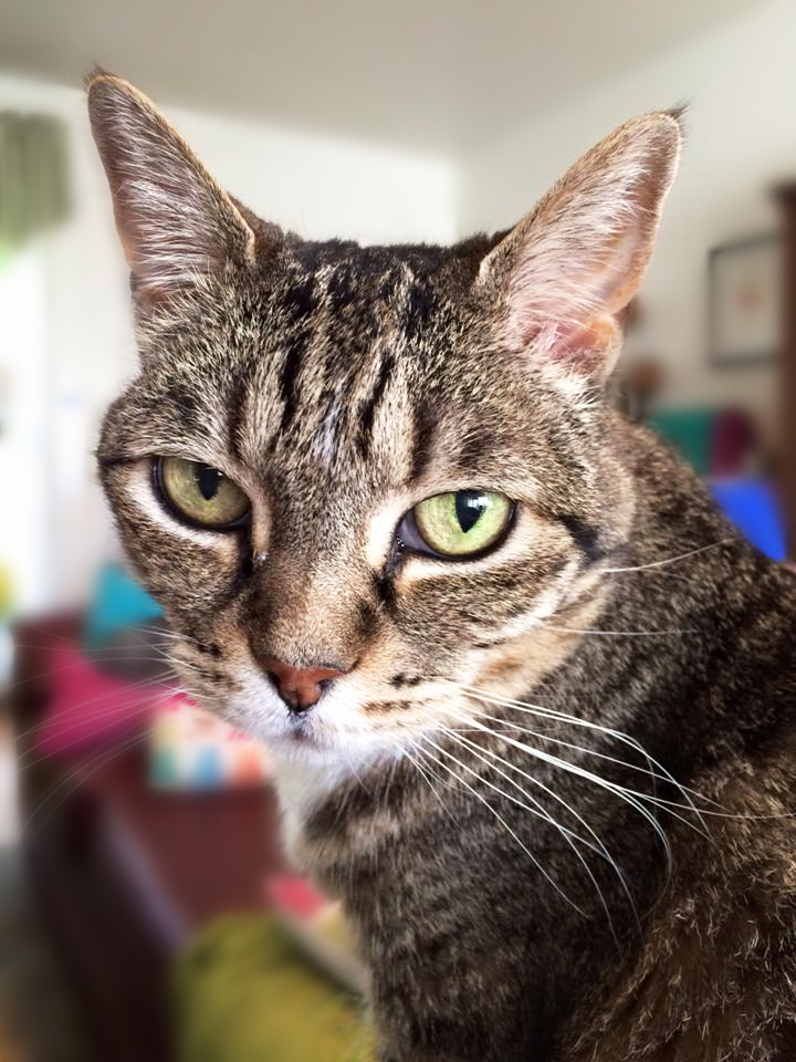 Vivian the rescued tabby cat with green eyes Adopting a senior cat with fear aggression and how to introduce the cat to your other cats