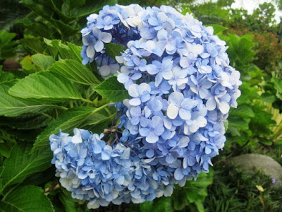 Bunga Tercantik di Dunia-Hydrangea Bunga Tercantik di Dunia-Hydrangea