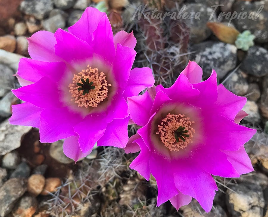 Flores del cactus Echinocereus pentalophus