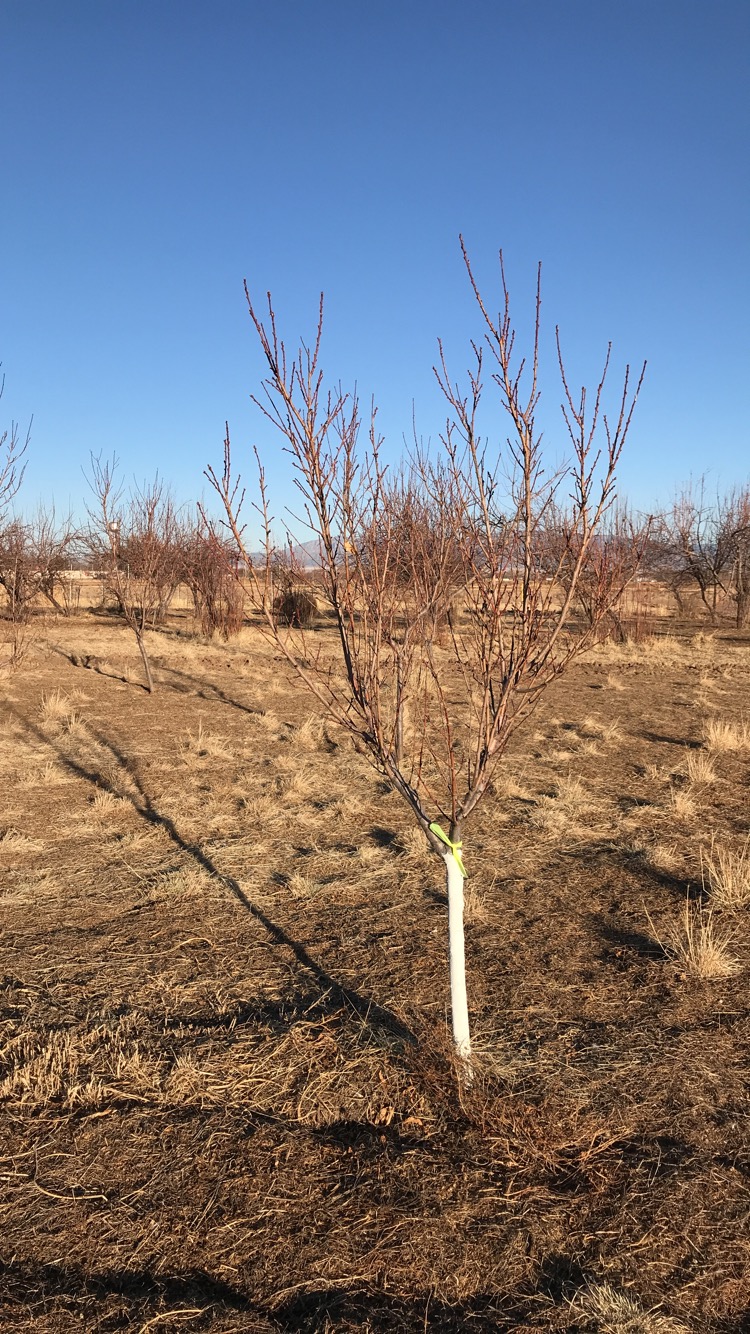 WhiteWashed Tree Trunks Reduce Incidence of Southwest Injury on Trees