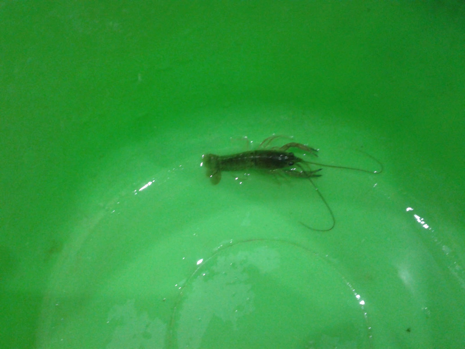 Ternakan LOBSTER AIR TAWAR(BLUE CHERAX) Penjagaan Baby Lobster