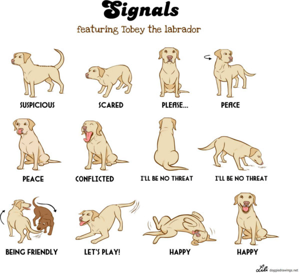puppy language 10 most important things you need to to take care for your the rottweilers puppy language 10 most important things you need to to take care for your the rottweilers