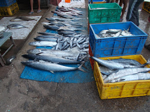 Friday(11-3-2016):- Early morning fish auction in Ernakulam Market.