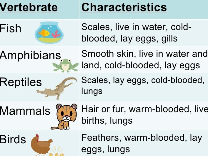 Bilingual School JosÉ MarÍn Fatego Classification Of Animals