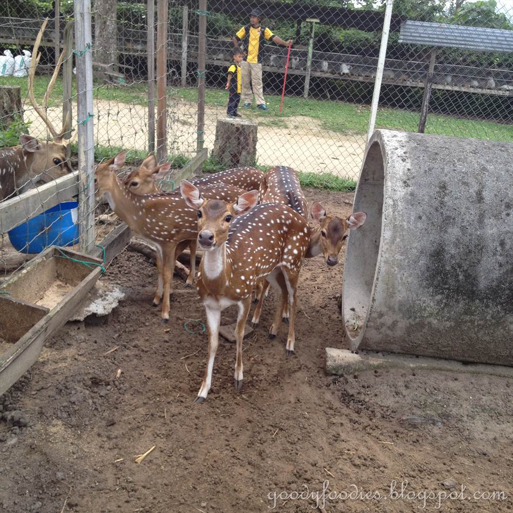 GoodyFoodies Rabbit Fun Land, Semenyih