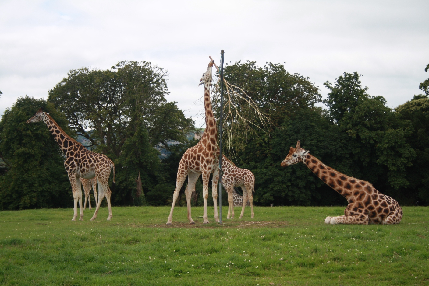 Fota Wildlife Park