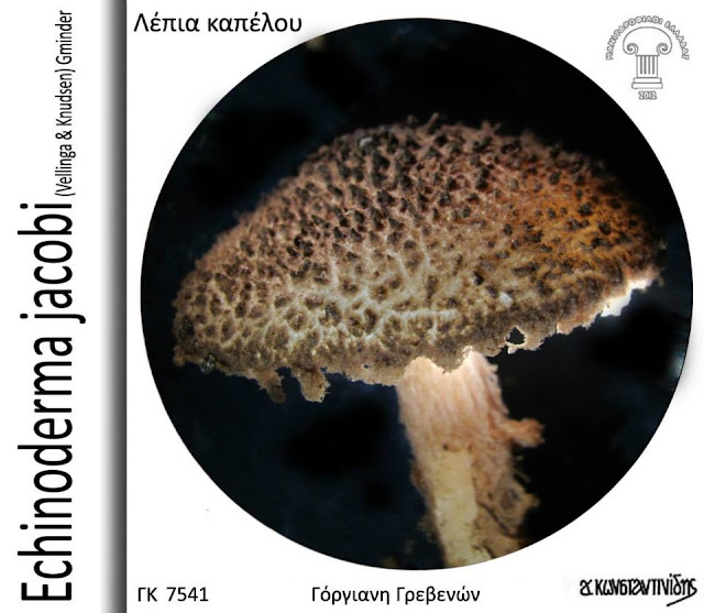 Echinoderma jacobi (Vellinga & Knudsen) Gminder