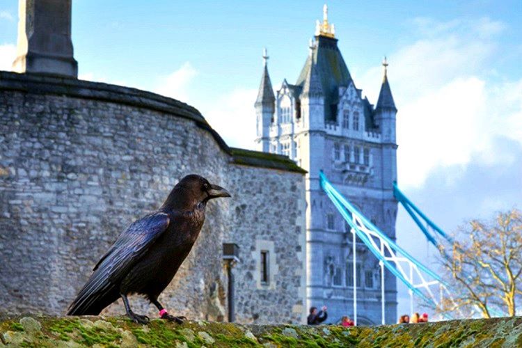 Kraliyet inancı gereği Londra Kulesi'nde minimum 6 adet kuzgun bulundurulması şarttır.
