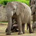 Anuncian nacimiento de una cría de elefante blanco en cautiverio