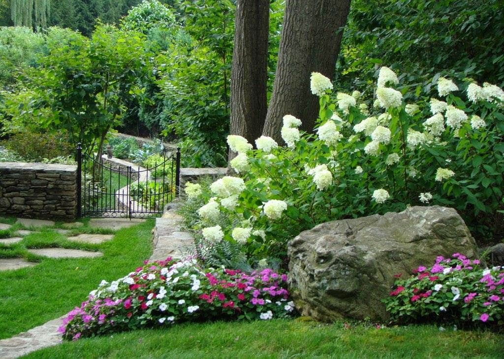 Image of Row of Little Lime hydrangeas planted along a walkway