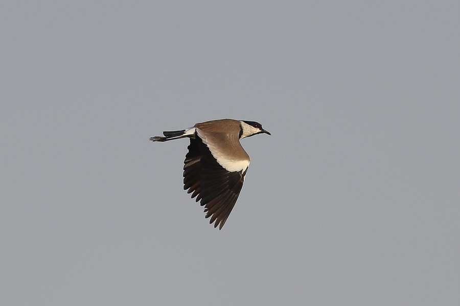 Largest every flock of Spur-winged Lapwing in Saudi Arabia - Haradh Spur winged Plover