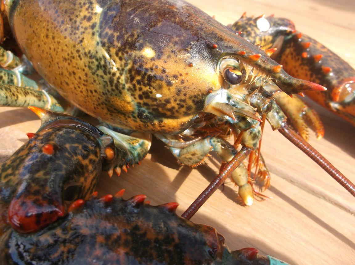 The Yankee Chef ® FYI on Lobsters, Maine Lobster!