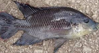 Cara Budidaya Ikan Mujair Yang Menguntungkan Jenis Tanaman Hidroponik