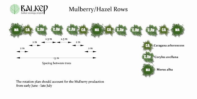 Mulberry-HazelRows.jpg