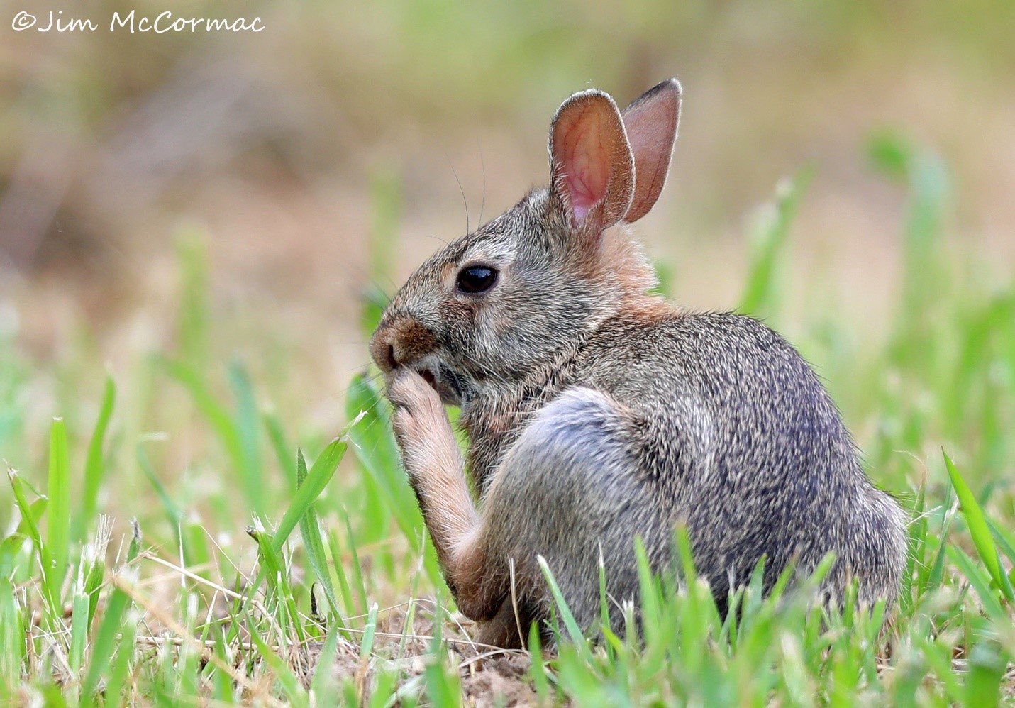 Ohio Birds and Biodiversity Young rabbits galore