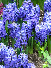 Blue hyacinths at Centennial Park Conservatory Spring Flower Show 2017 by garden muses-not another Toronto gardening blog