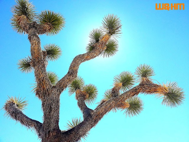 Wallpaper Experiment - Joshua Tree by Py Pai (Download for personal use only)