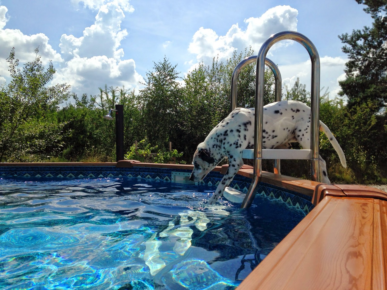 Die Alltagsgourmets Mein Hund ist ein Fischotter