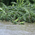 Más de cinco mil tareas de productos agrícolas destruidas en el Cibao por las lluvias