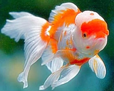 Ikan Mas Koki Oranda Gambar Ikan Mas Koki Oranda