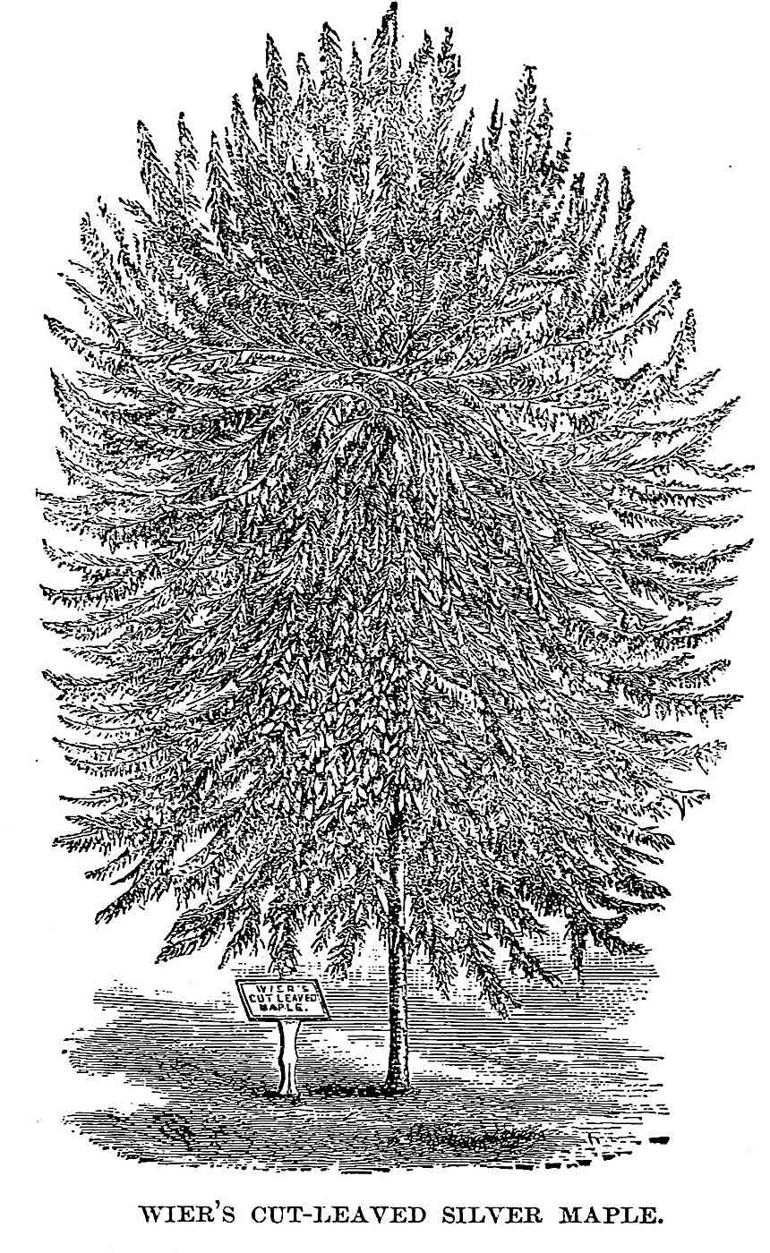 1888 silver maple 1888 silver maple tree illustration