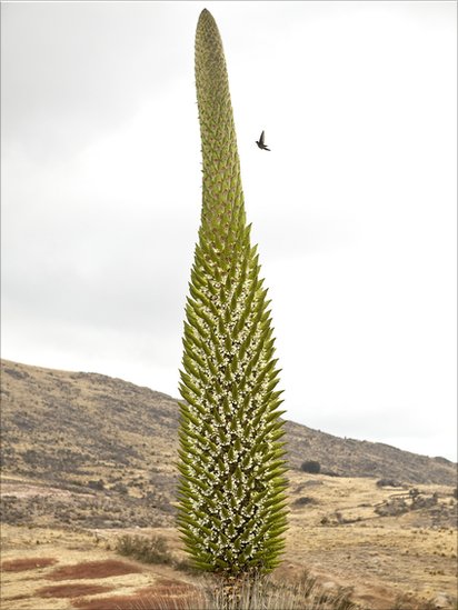 Queen of The Andes