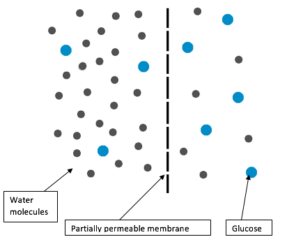 osmosis diagram osmosis diagram 28 images my own thoughts osmosis osmosis diagram osmosis diagram 28 images my own thoughts osmosis