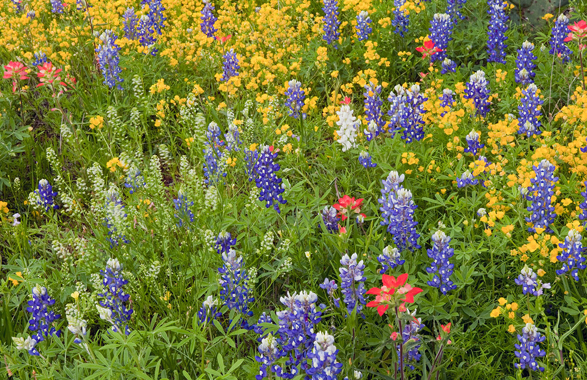 Clark Crenshaw Photography: Texas Wildflowers in 2012