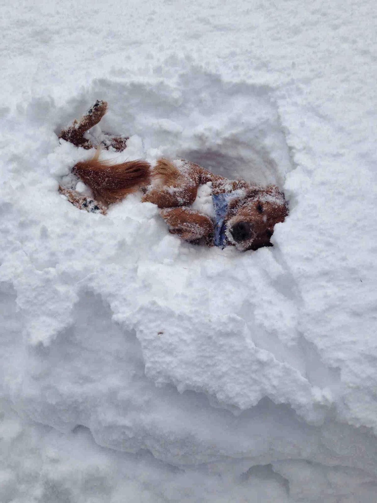 Cute dogs - part 8 (50 pics), dog playing in the snow