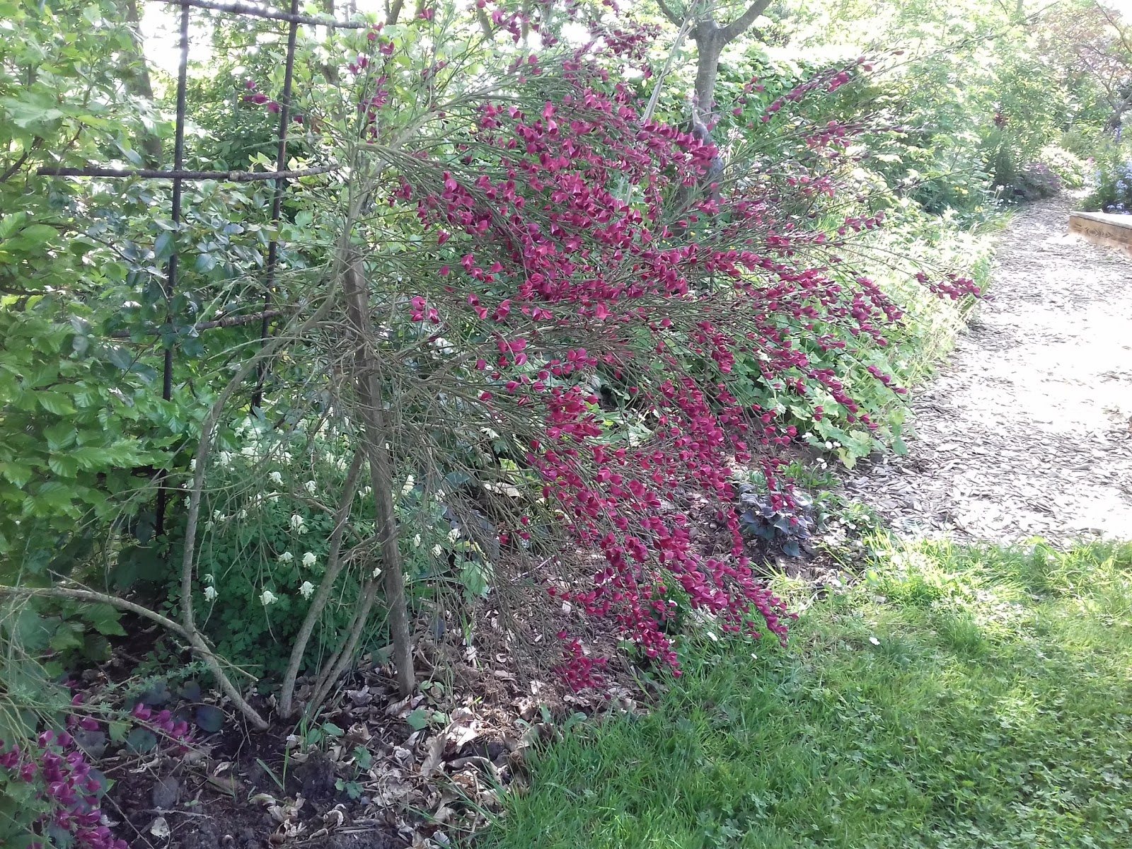 Notre Jardin Secret Arbustes Et Compagnie
