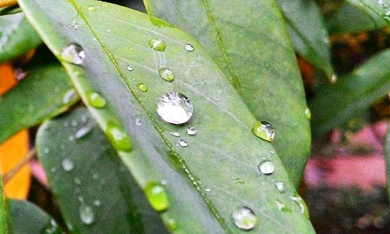 air hujan di daun