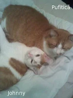 doua pisici cu alb si portocaliu stau intinse una langa cealalta
