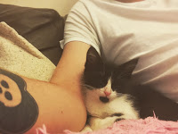 cat, black and white, arm, tattoo, sofa, cushion, home