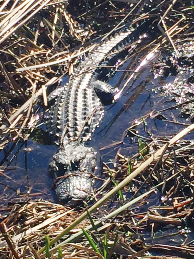 The Switchel Traveler Lake Tohopekaliga