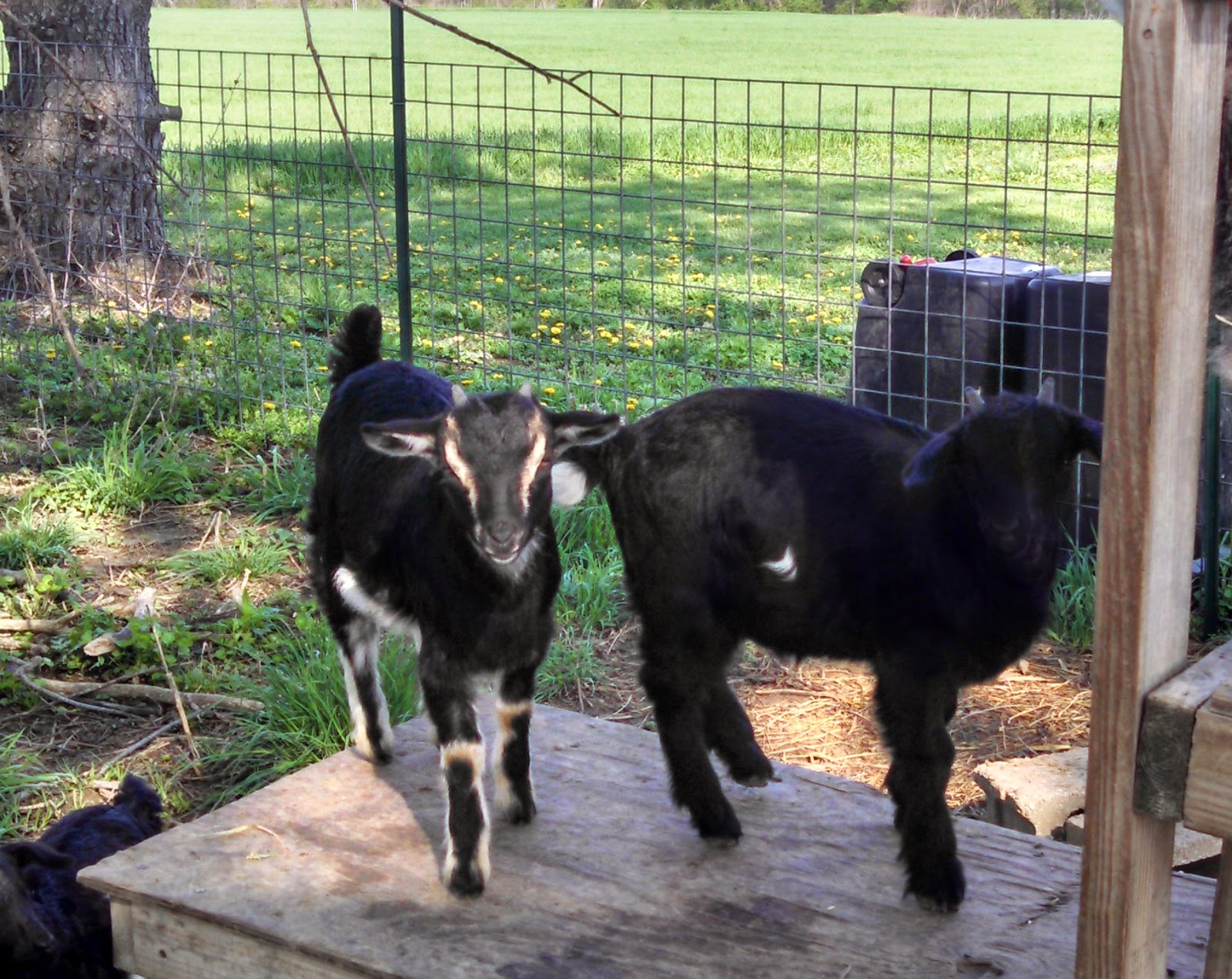 See Our Croft Selling Goats