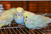 Красивые волнистые попугайчики