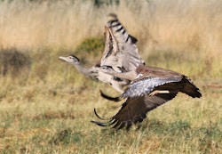 australian birds australia zebra finches