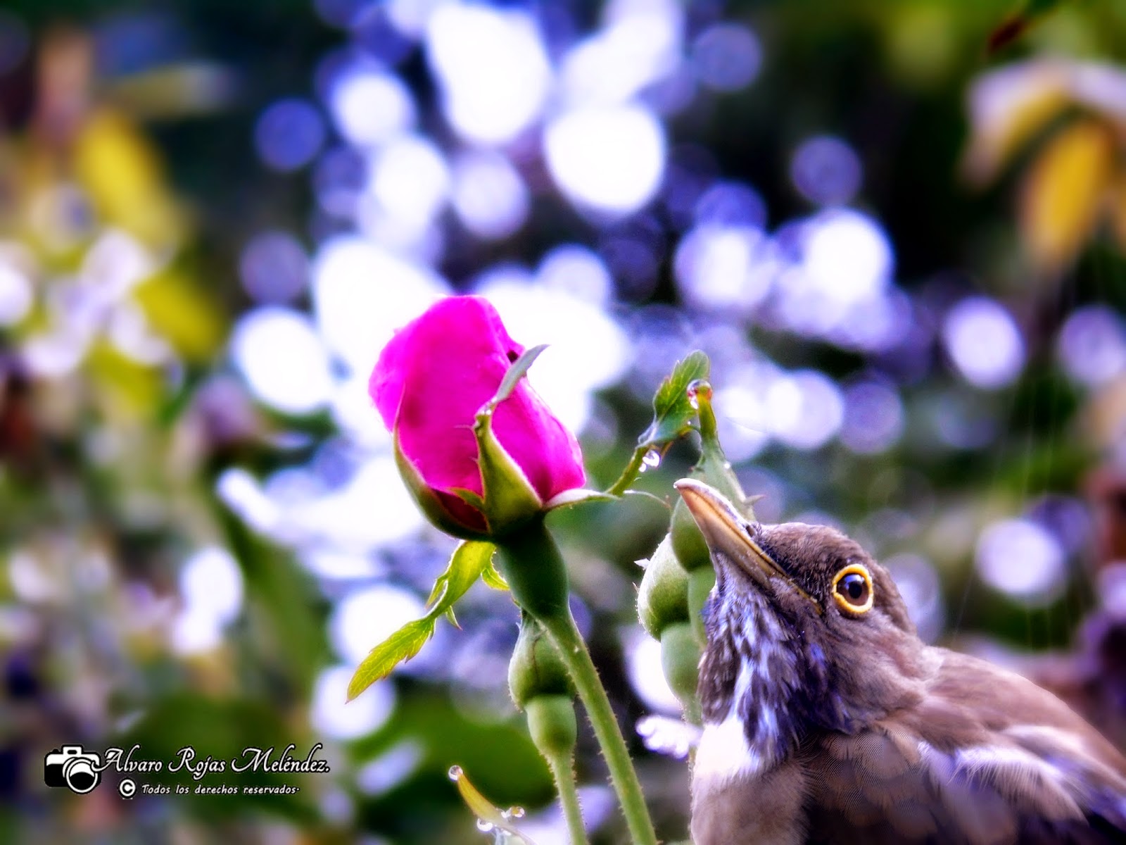 Ave y Rosa 