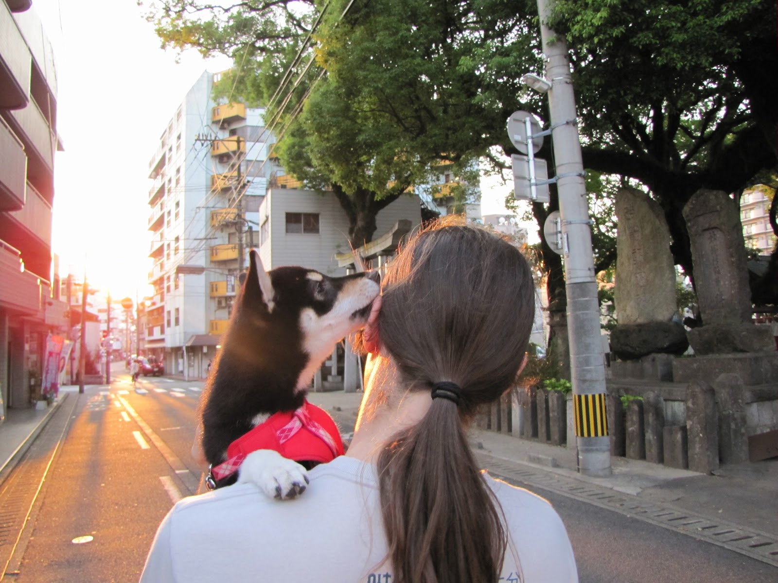 Keeping a Dog in Japan Sophelia's Japan