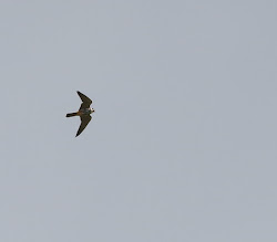 printers crossed fingers should under week link