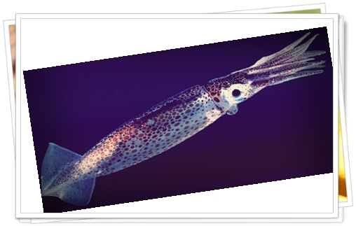 11 Ciri-Ciri Cumi Cumi 11 Ciri-Ciri Cumi Cumi