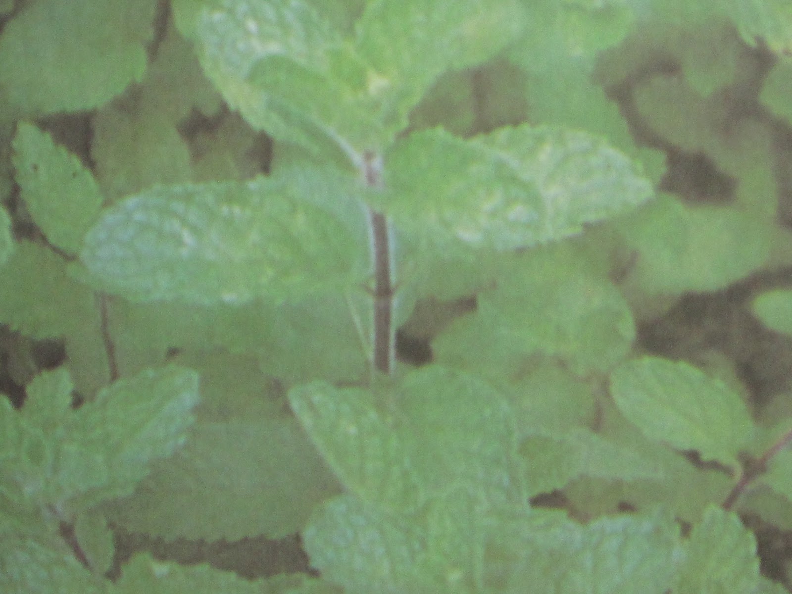 herbal leaves, herbal medicine plants and treatments April 01, 2012