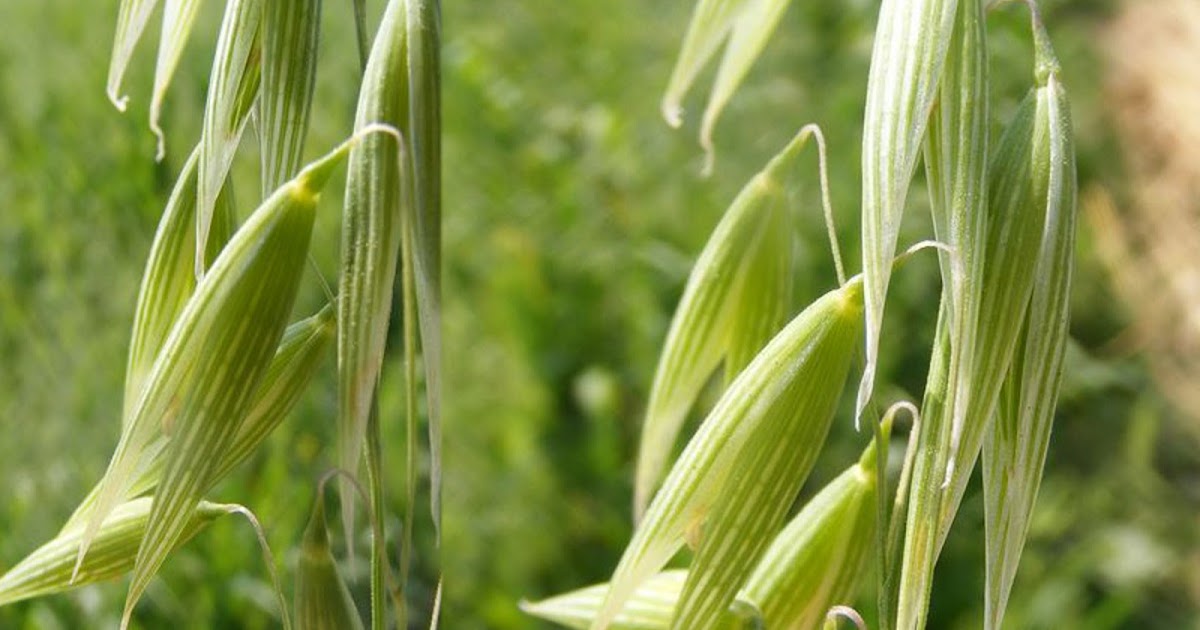 Medicinal Plants Avena sativa Oats Aama jai Futterhafer Avoine cultive