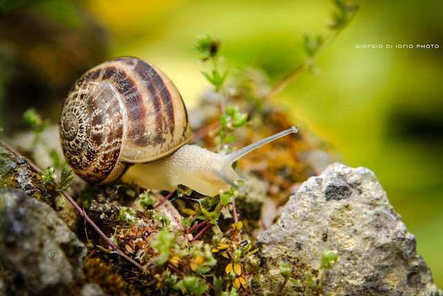 lumaca, snail, natura, macro, Canon EOS 450D, foto Ischia, nature, chiocciola, 