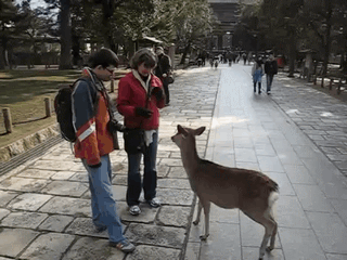 Funny animal gifs - part 94 (10 gifs) Funny animal gifs - part 94 (10 gifs), bowing deer japan gif