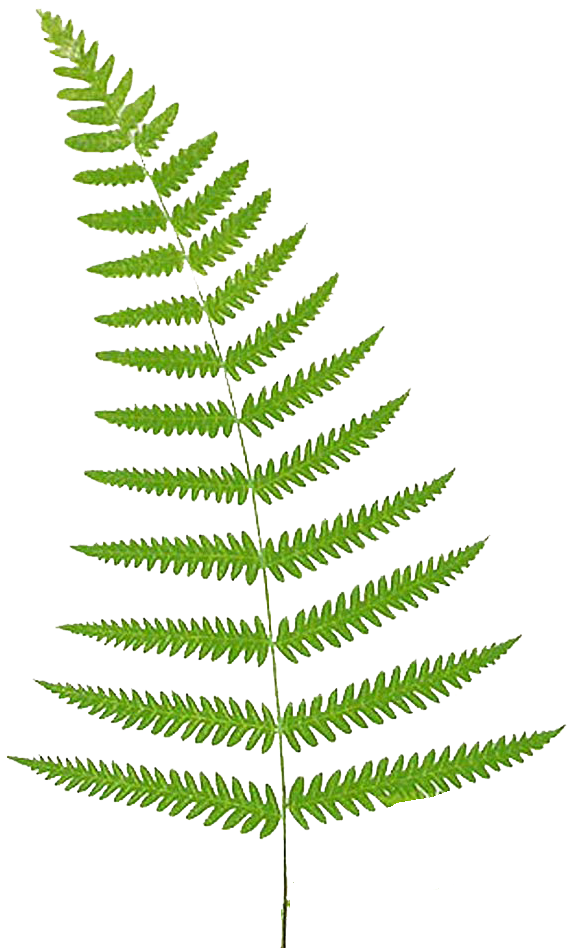 clip art fern leaf - photo #7
