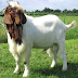Information About Meat Goats