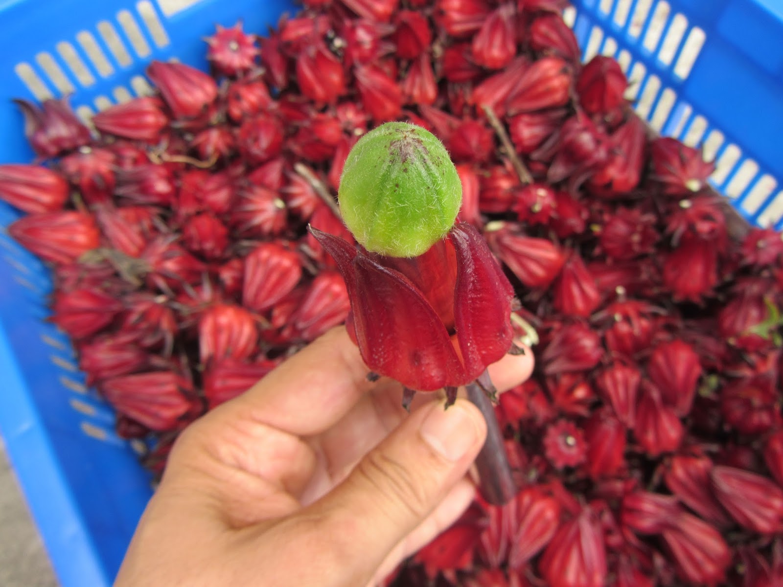 Estudiando Agricultura en Taiwán Rosa de Jamaica cosecha y separación