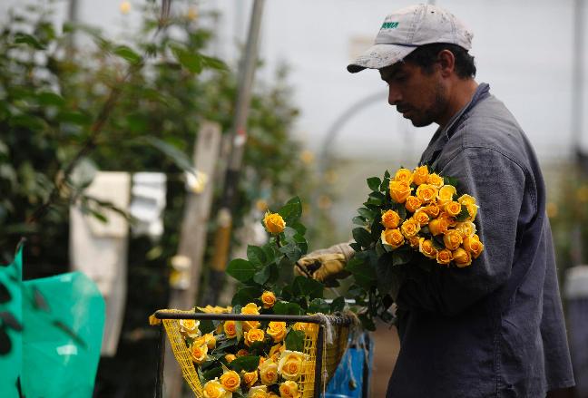 Have you ever wondered where your flowers come from?: St ...